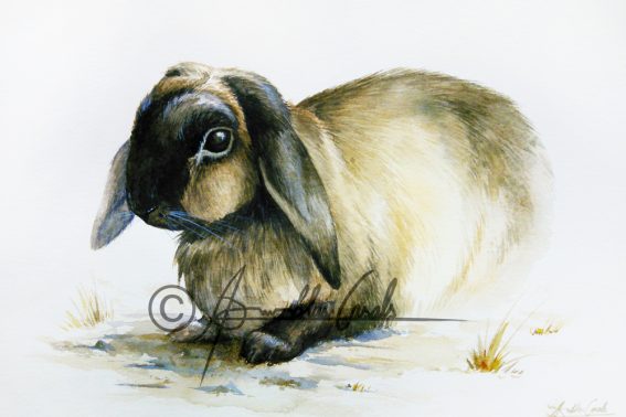 retrats mascotes conill