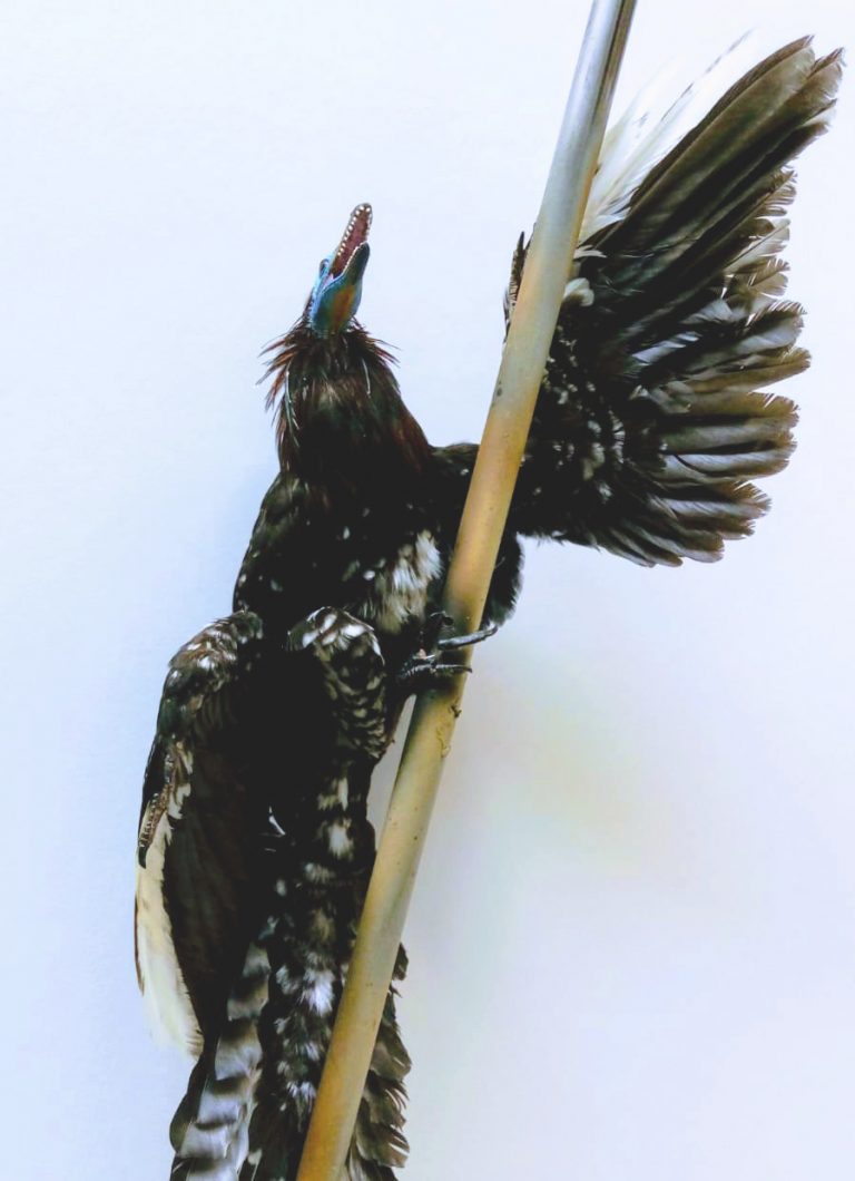 Reconstruction of an Archaeopteryx litographica ICRA art